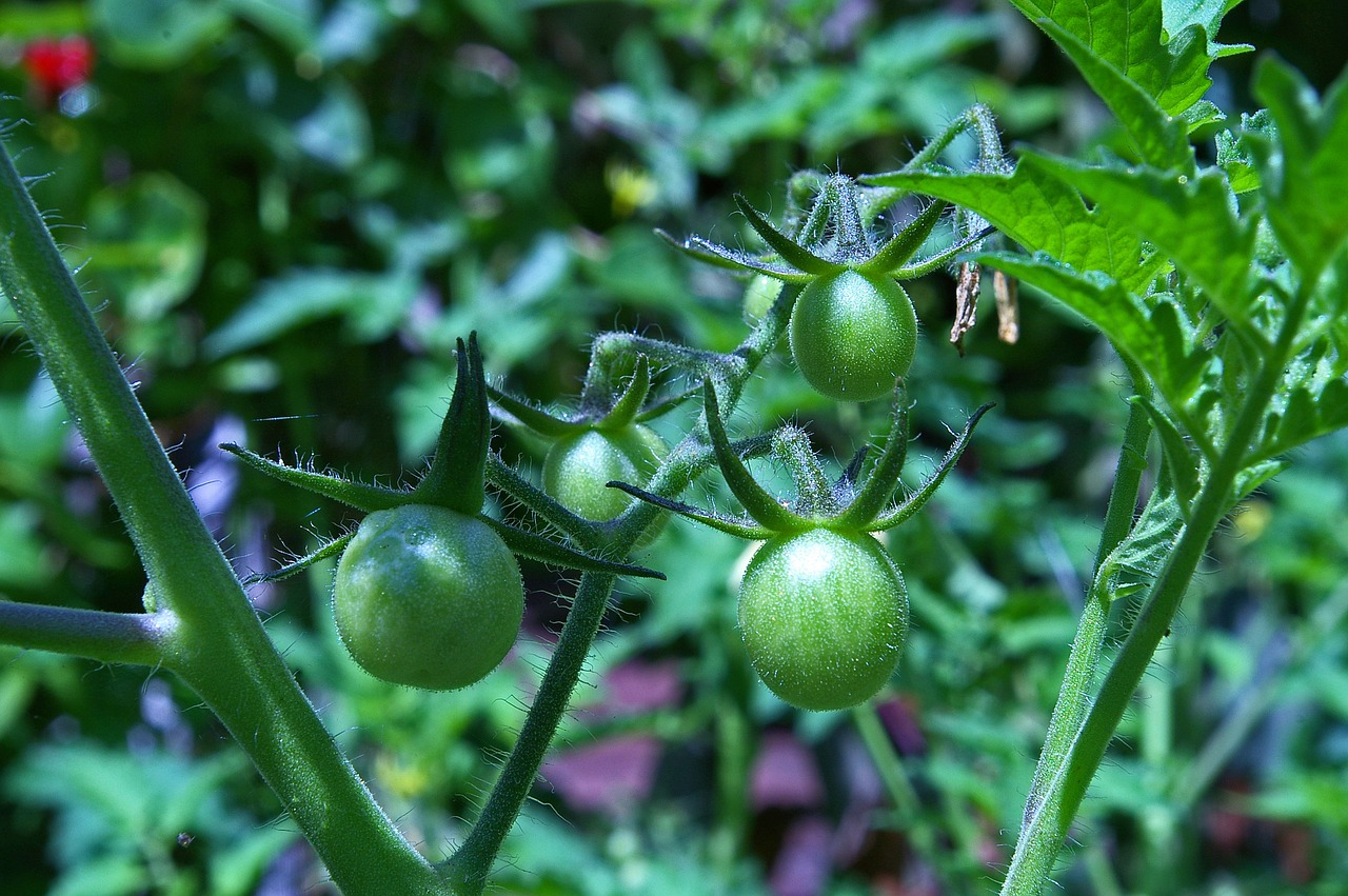 Image - tomatoes fried green tomatoes