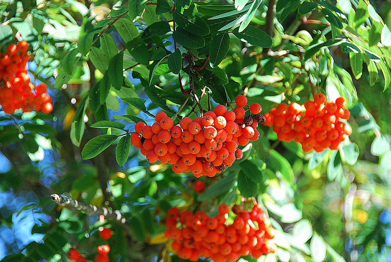 Image - rowan mountain ash red fruit