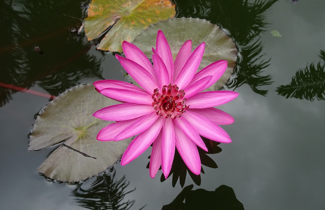 Image - lily water lily red water lily