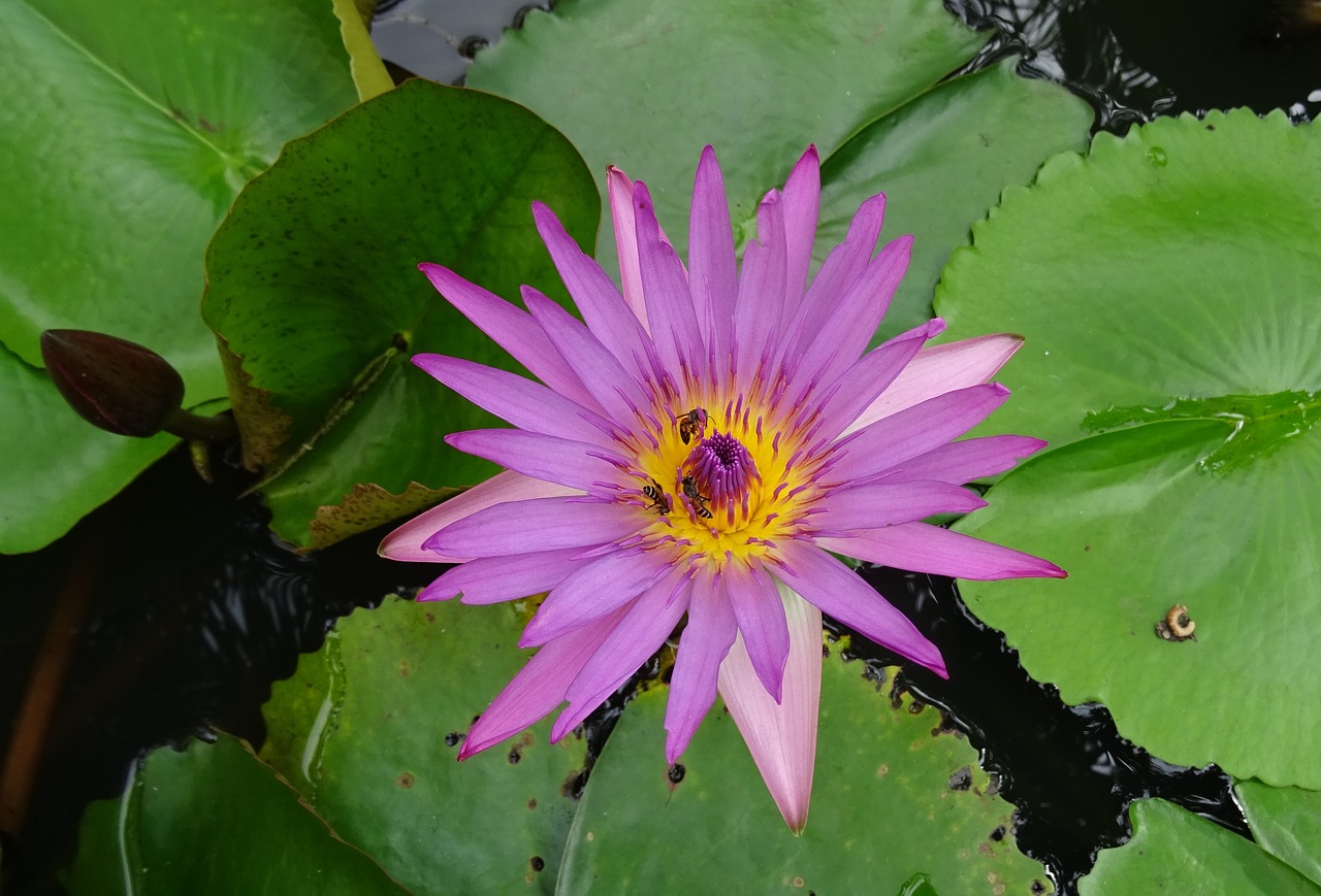 Image - lily water lily cape blue waterlily