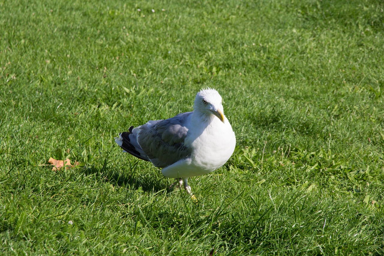 Image - seagull bird white grey rush