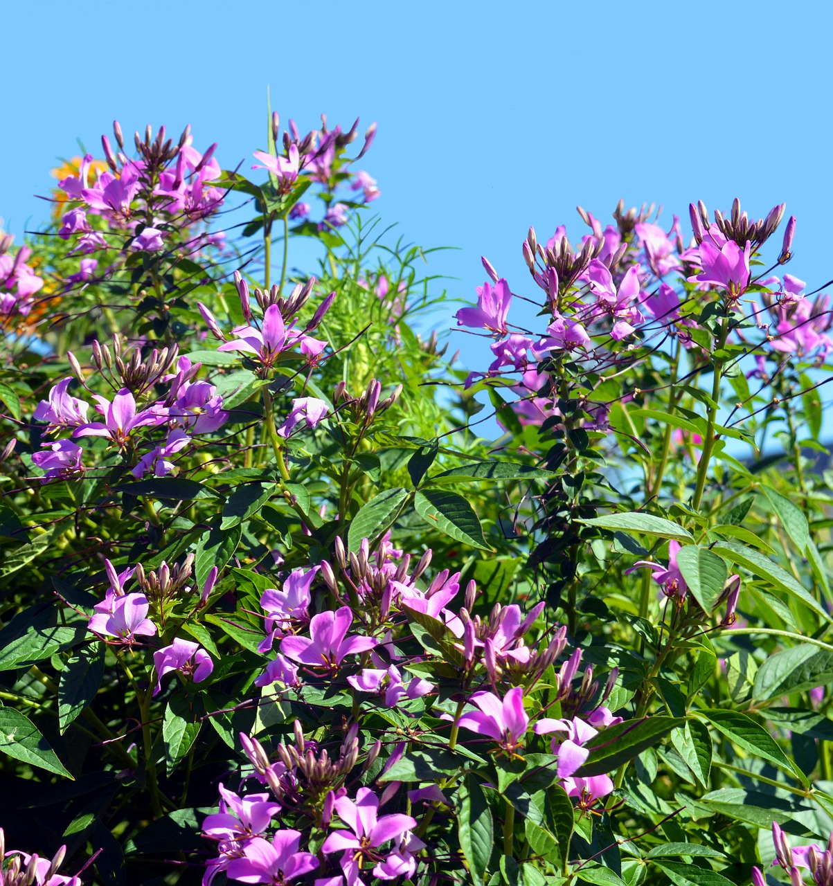 Image - spider flower cleome spinosa