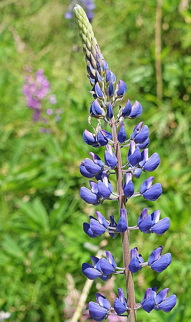 Image - lupine blue meadow nature flowers