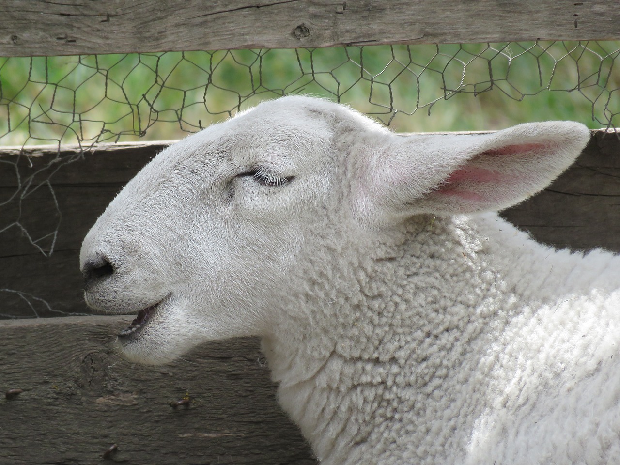 Image - sheep ovis aries animal livestock