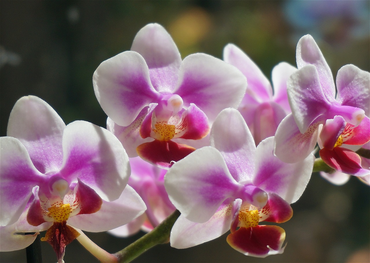 Image - hybrid phalaenopsis phalaenopsis