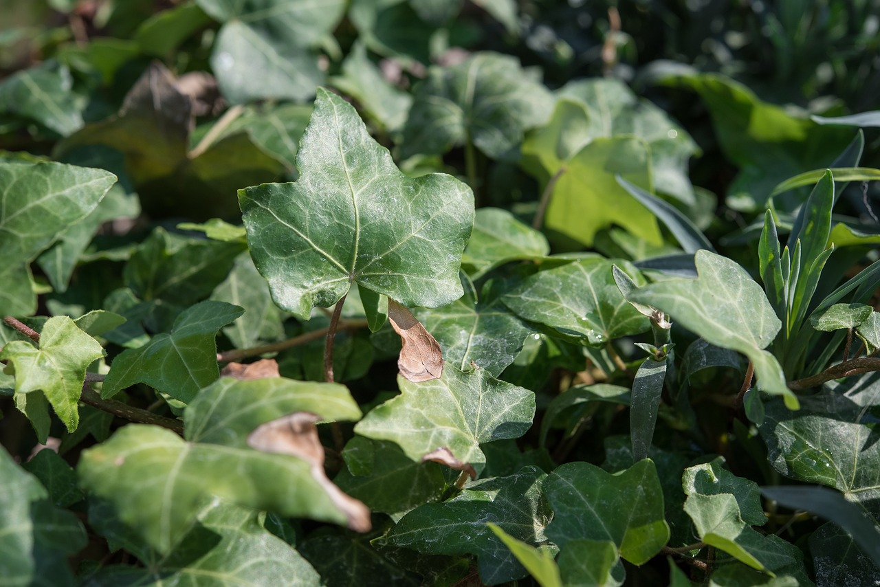 Image - ivy leaves ivy leaves plant green