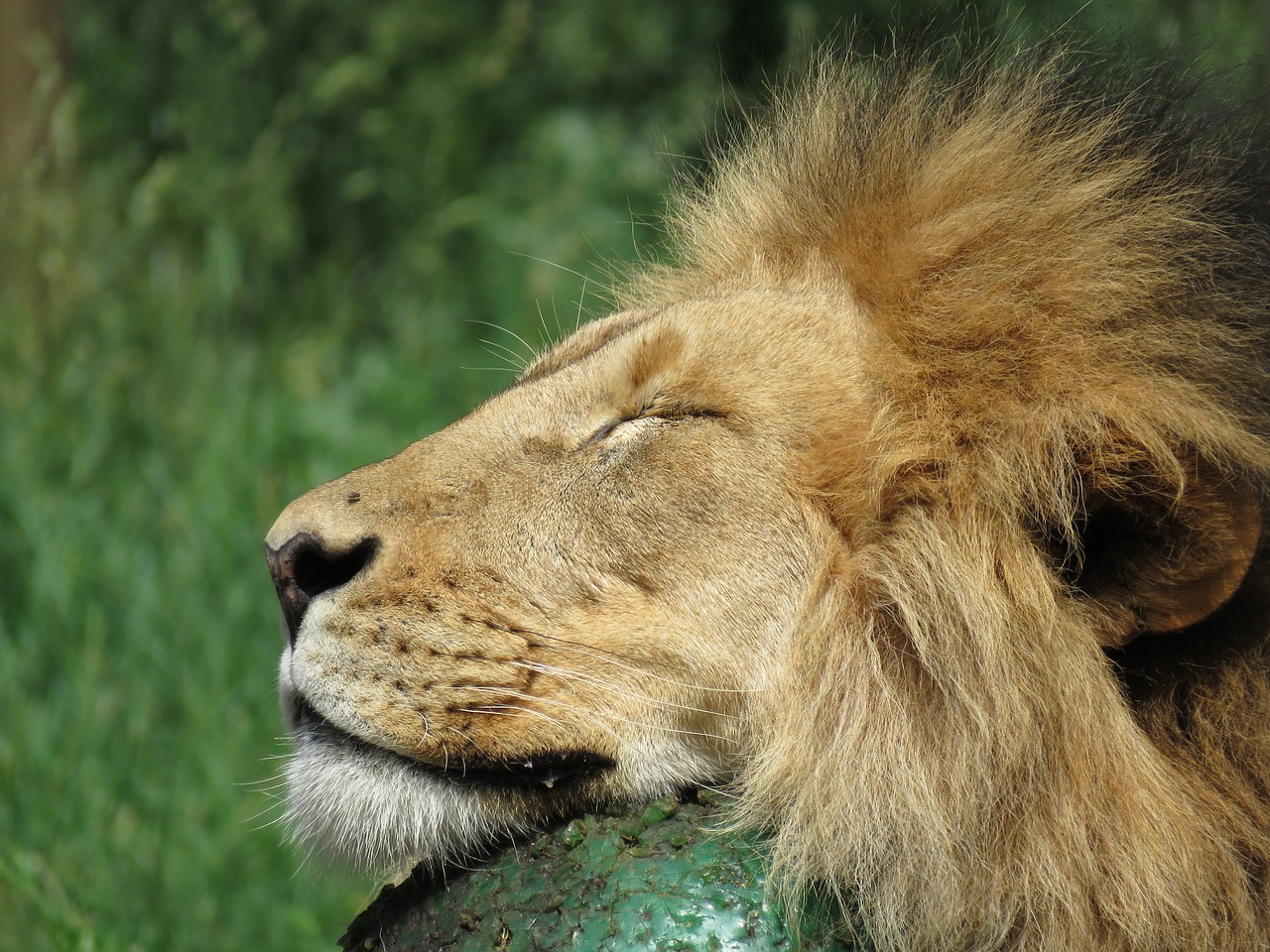 Image - lion calgary zoo animal ball