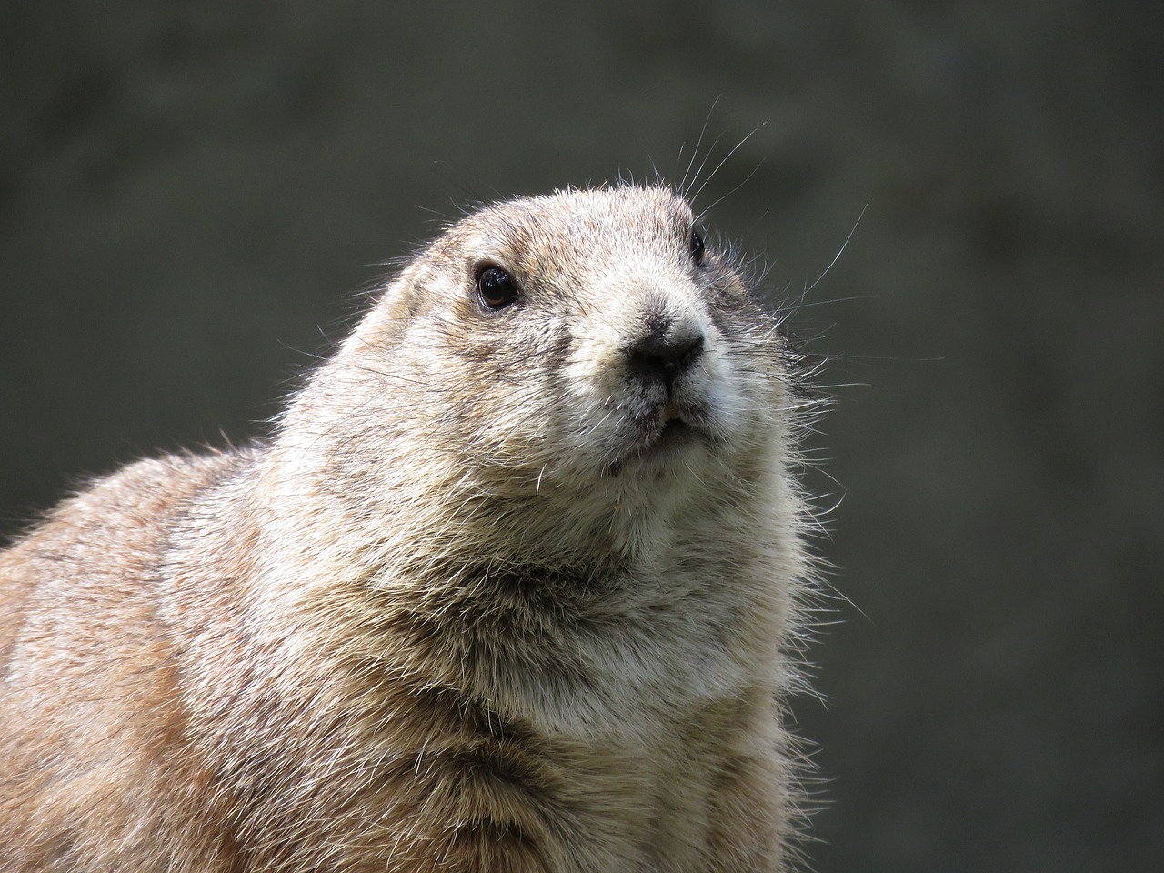 Image - prairie dog rodent