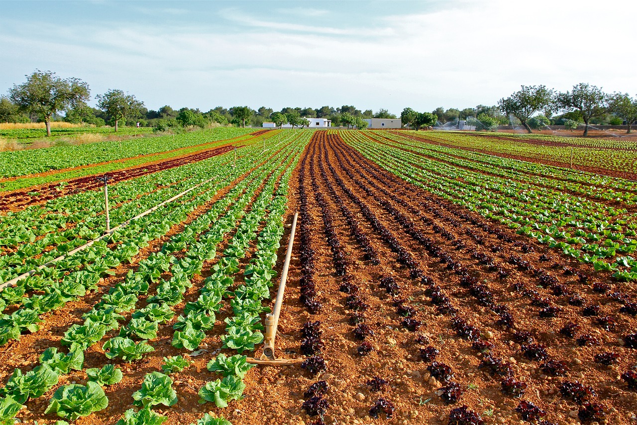 Image - lettuce field cultivation vegetable