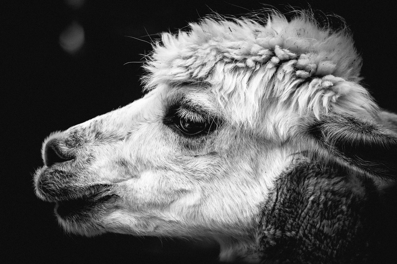 Image - alpaca pako andes animal wool