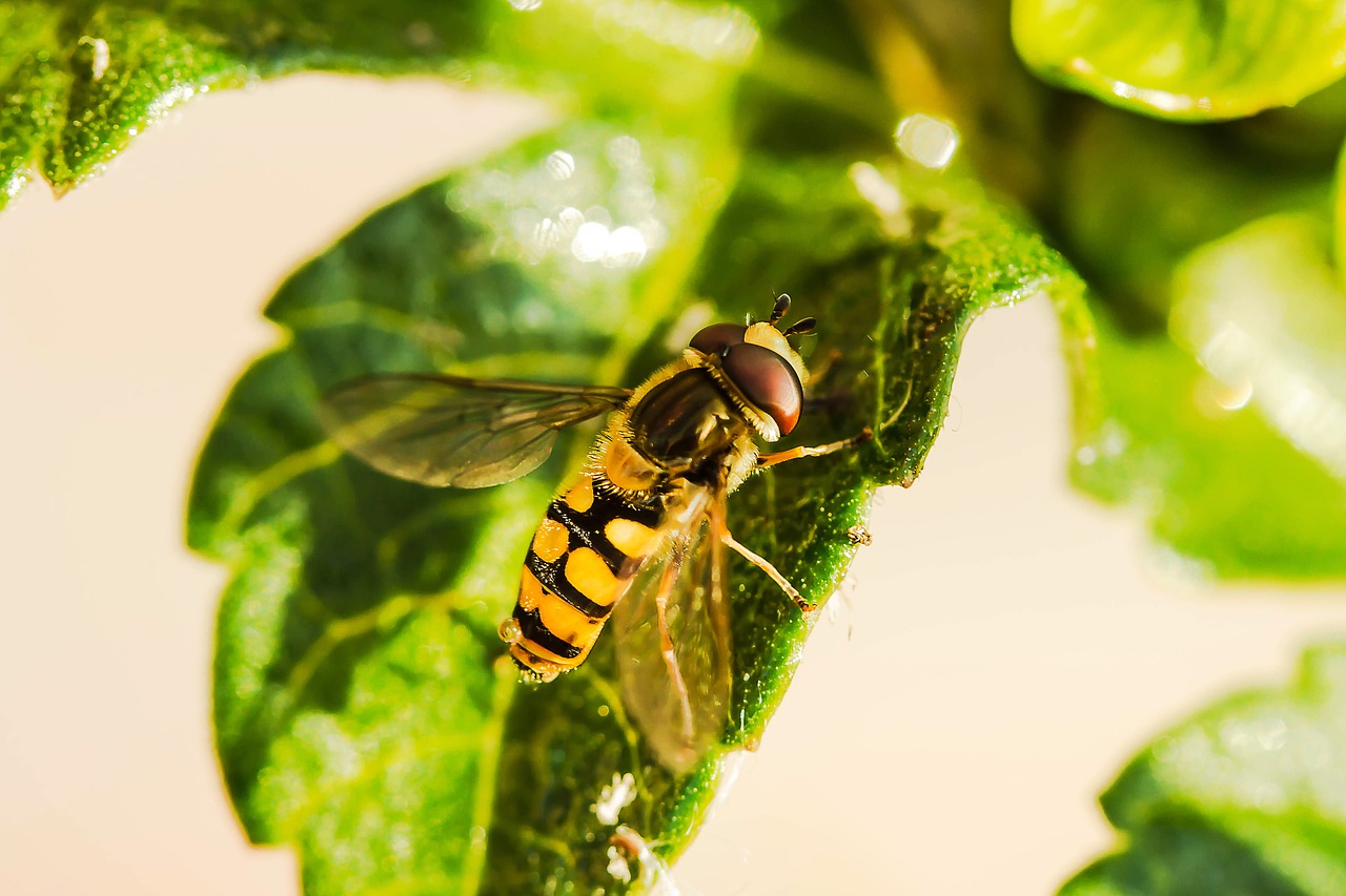 Image - hover fly insect animal fly