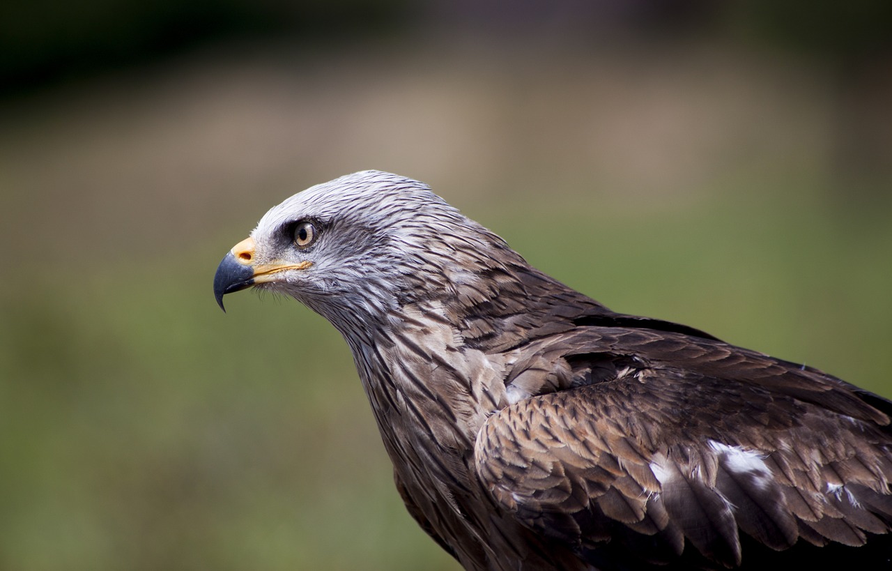 Image - bird of prey ave nature plumage
