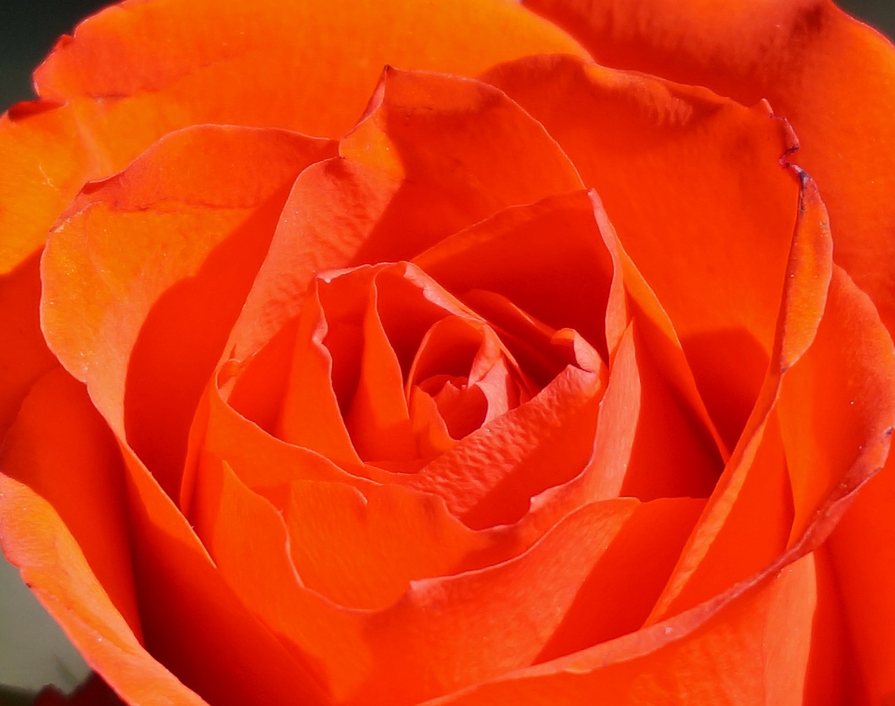 Image - orange rose close up rose flower