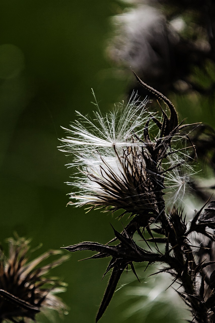 Image - thistle white silver thistle plant