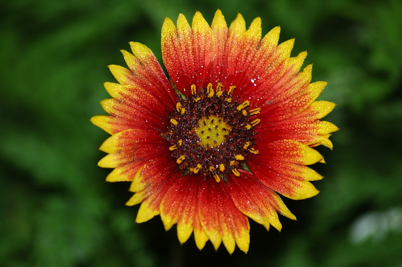 Image - vibrant flower colorful wild flower