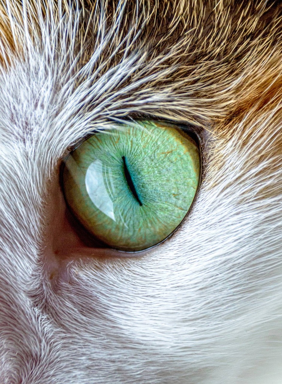 Image - cat eye fur animal close pet