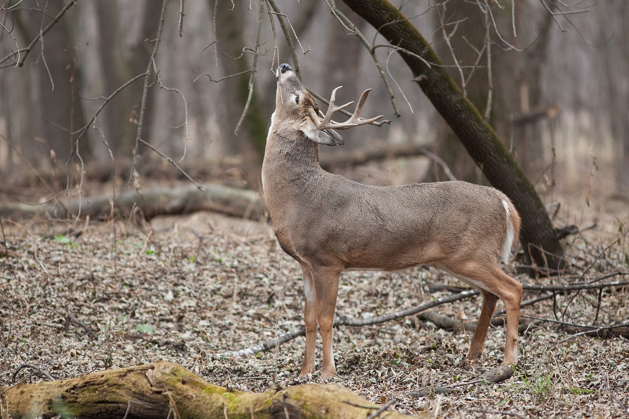 Image - white tailed deer buck antlers