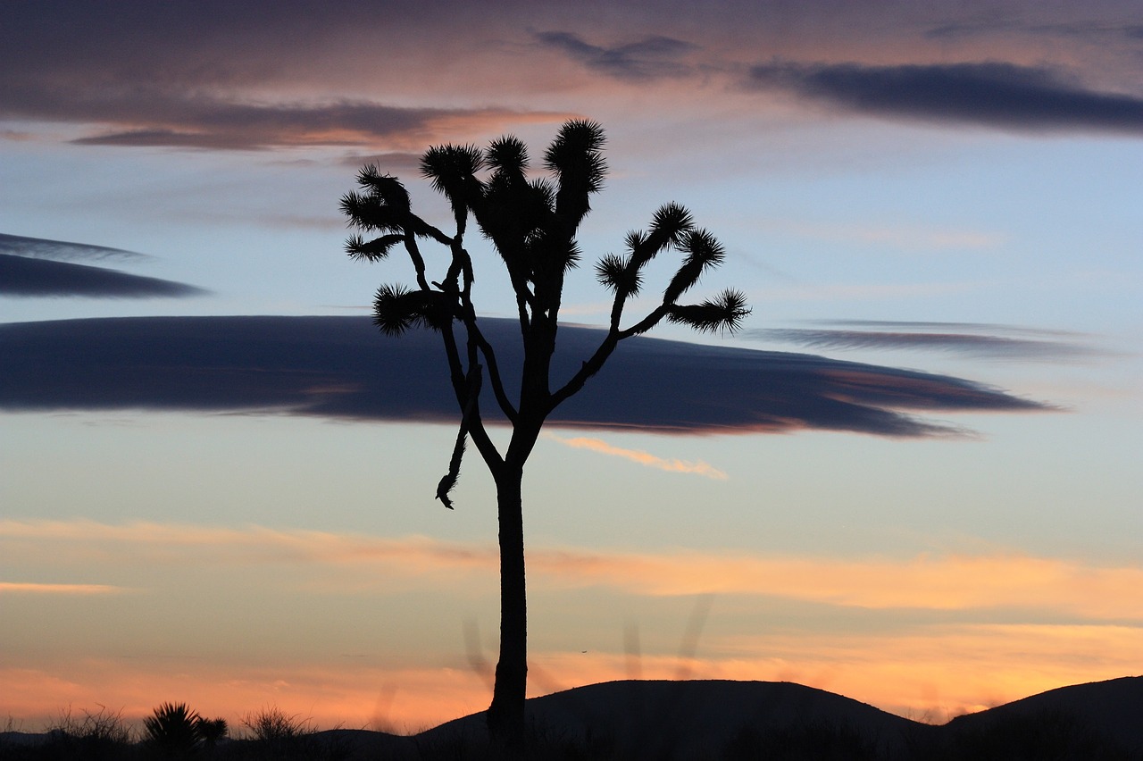 Image - sunset landscape tree mountains