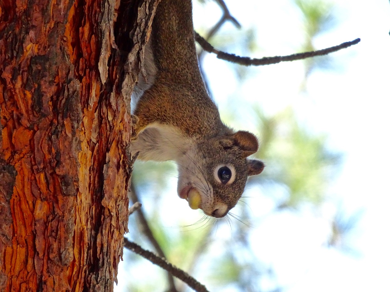 Image - squirrel sciuridae rodent mammal