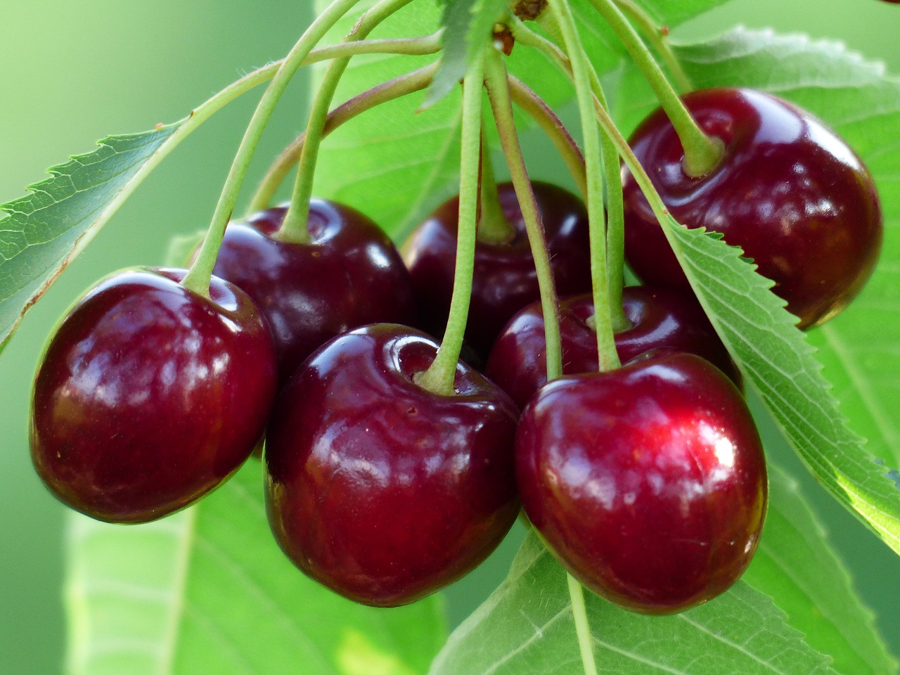 Image - cherry sweet cherry red fruit