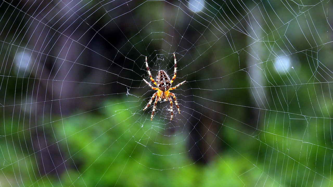 Image - spider cobweb animal nature