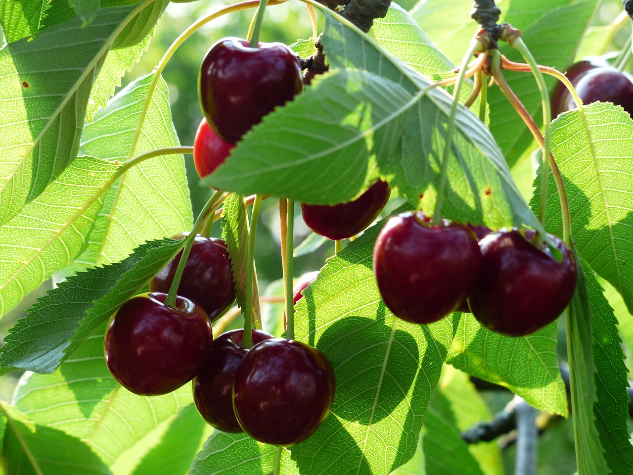 Image - cherry sweet cherry red fruit