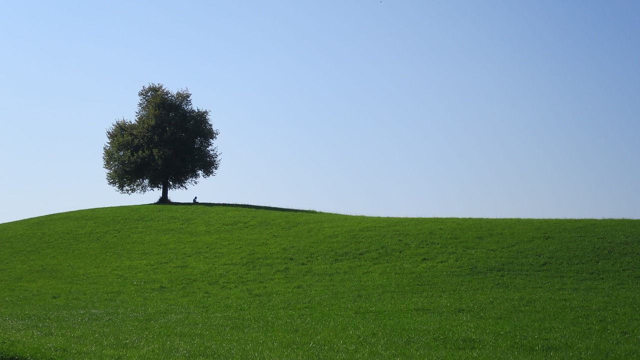 Image - tree hill switzerland landscape