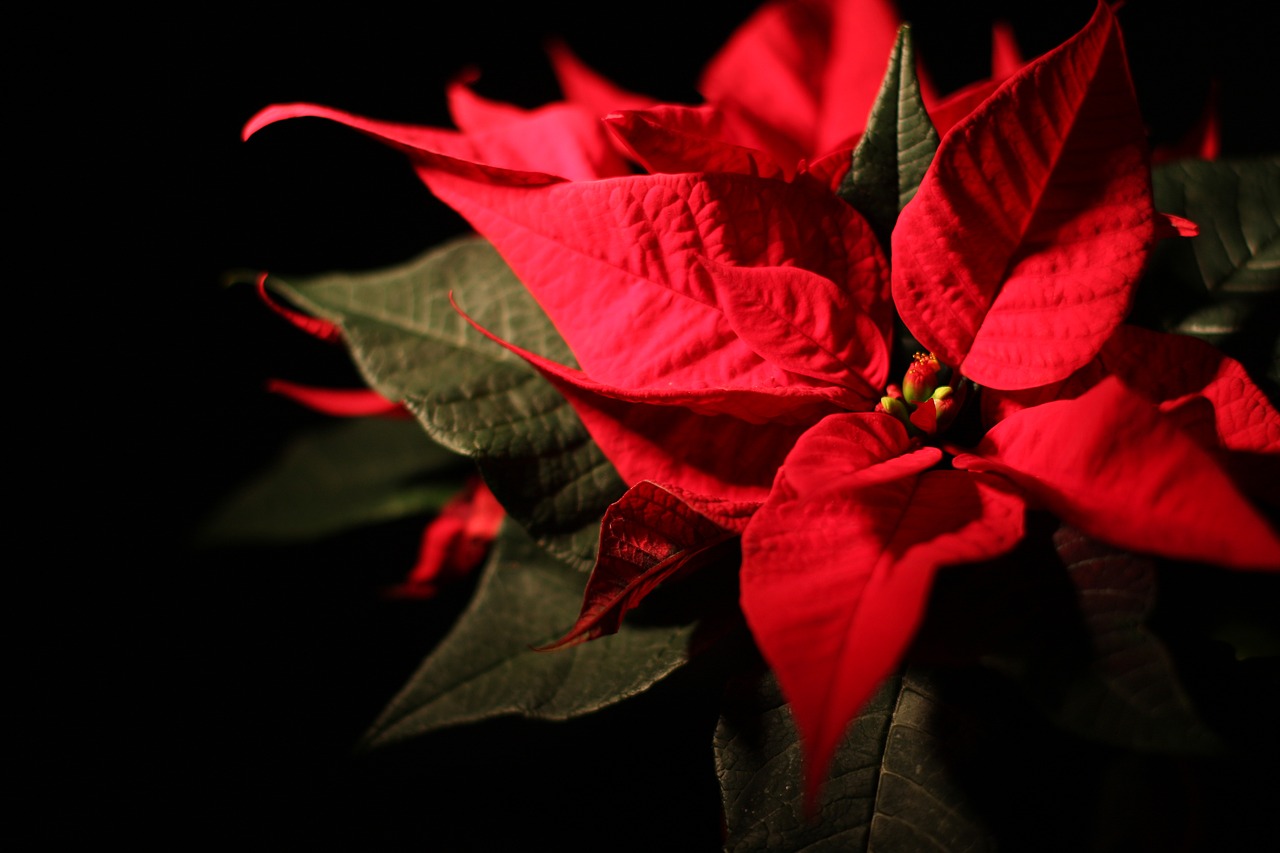 Image - christmas poinsettia