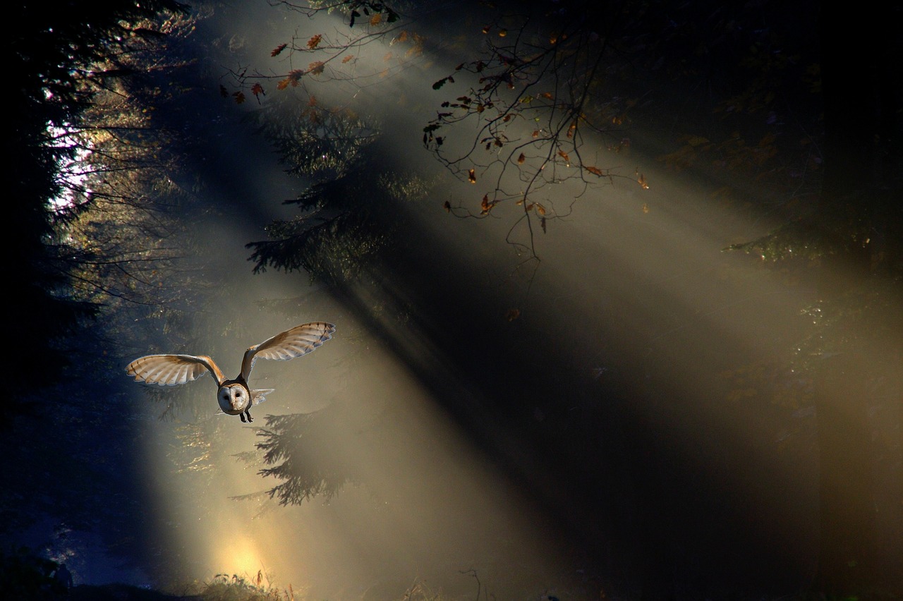 Image - owl barn owl animal bird forest
