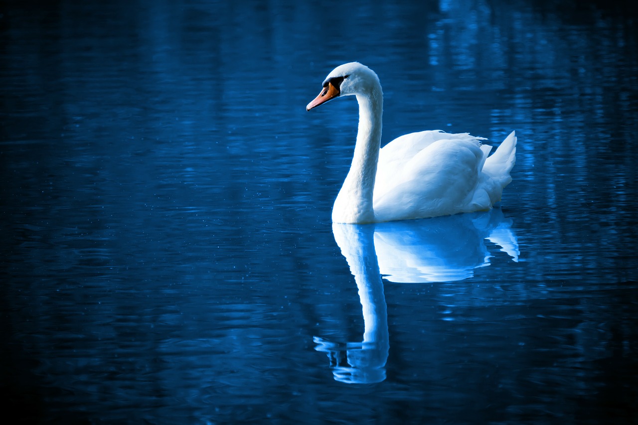 Image - beautiful bird blue calm color