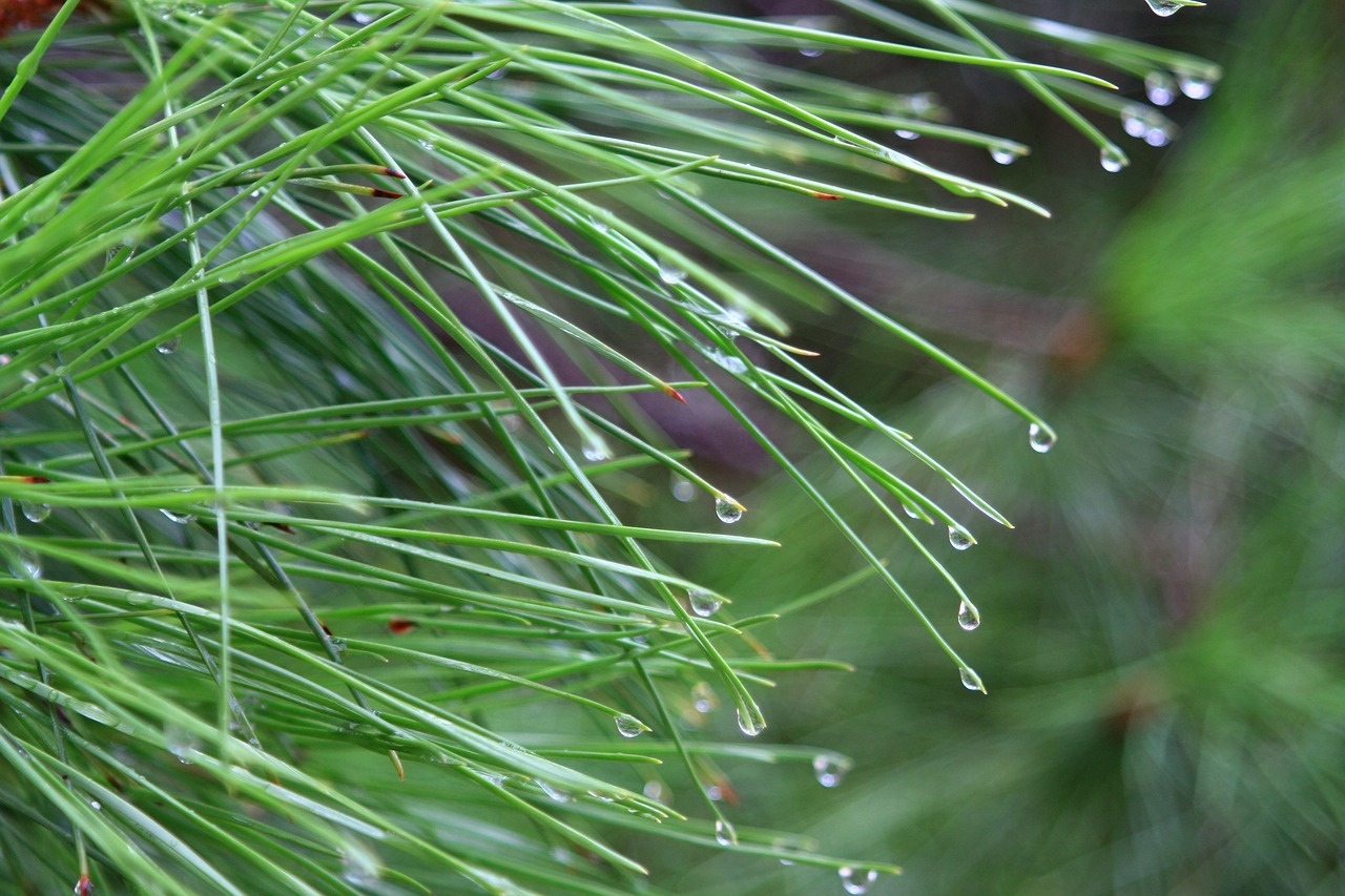 Image - tree needles pine vrohi drops