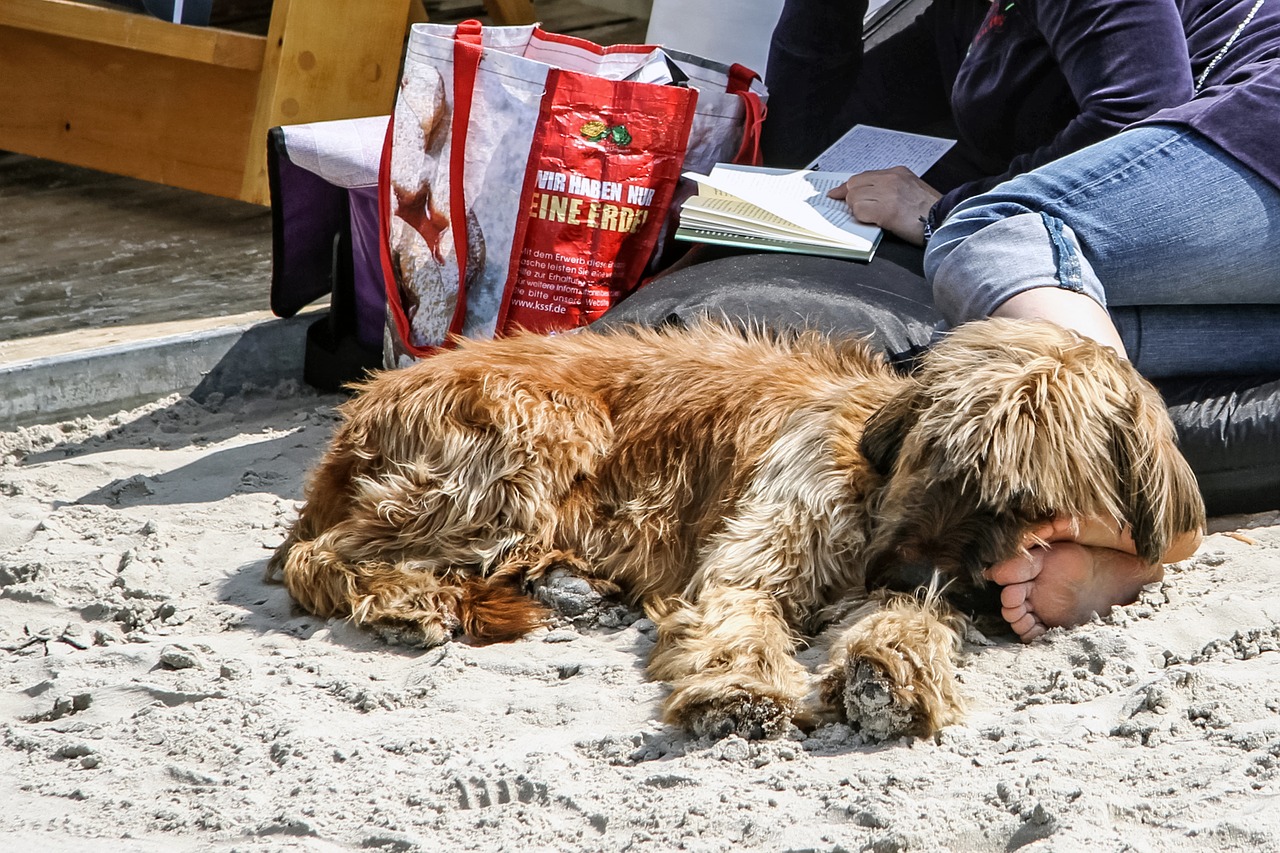 Image - beach dog read relax enjoy