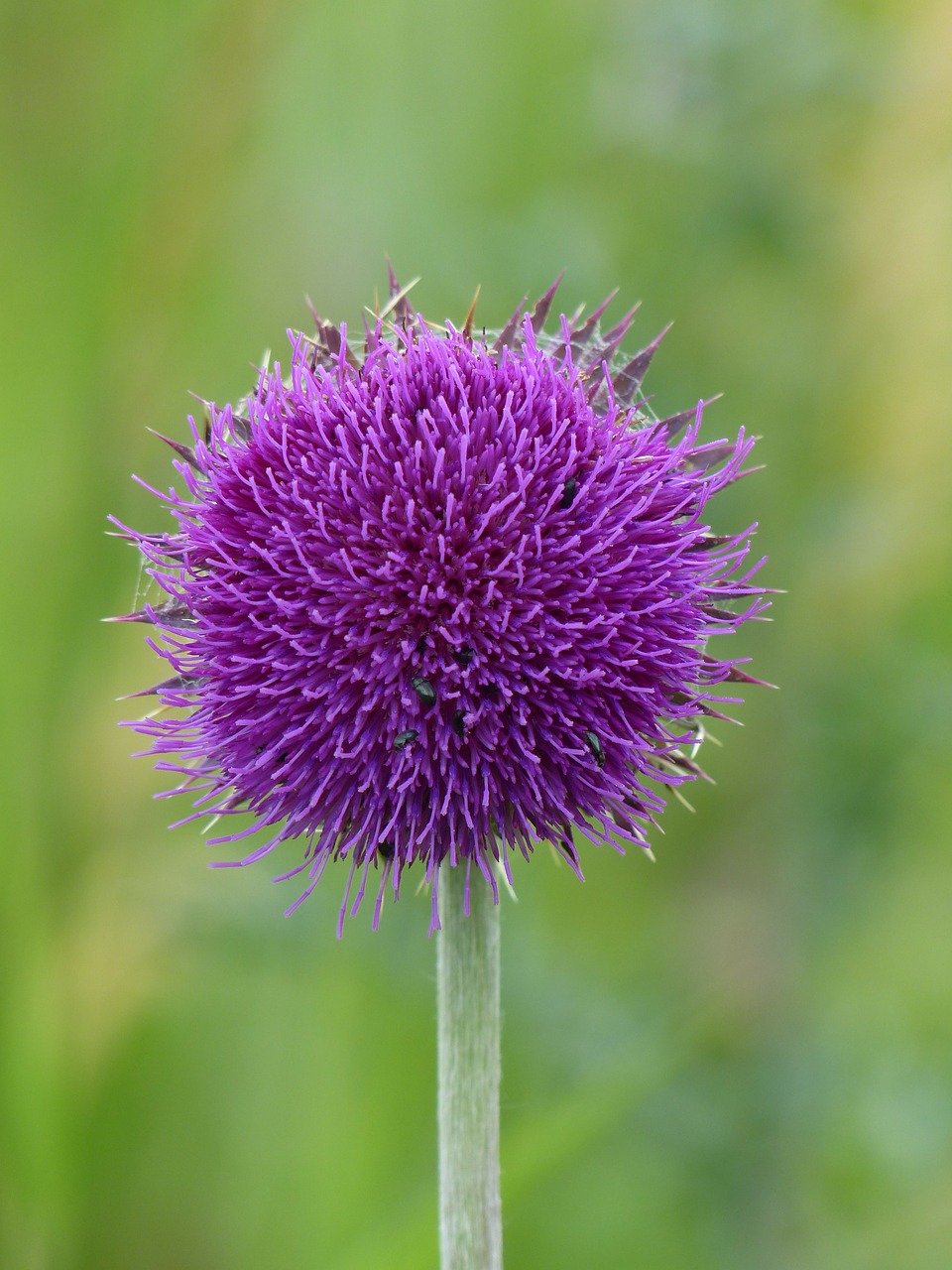 Image - cirsium vulgare thistle flower