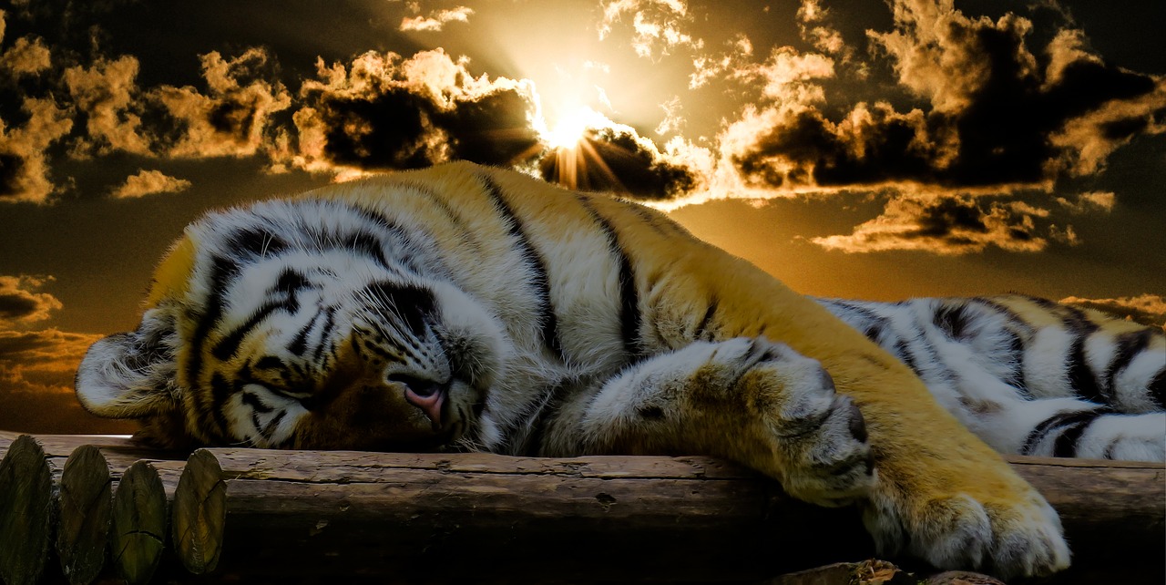Image - tiger sleep rest cat good night