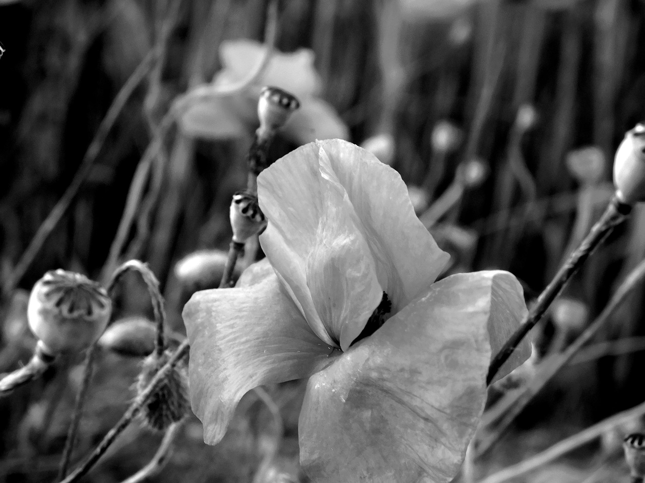 Image - poppy poppies in the field mohnfeld