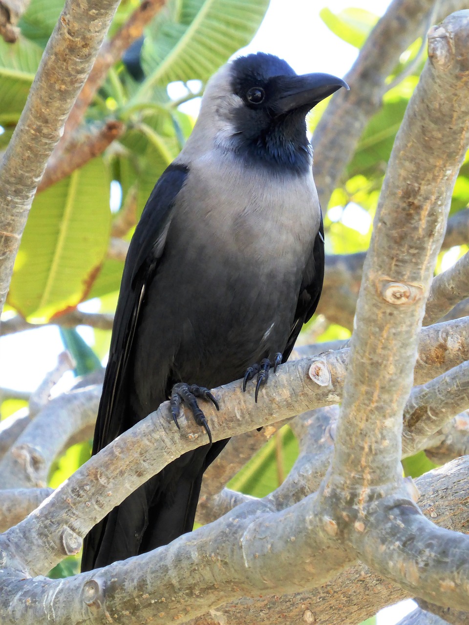 Image - bird crow beak raven