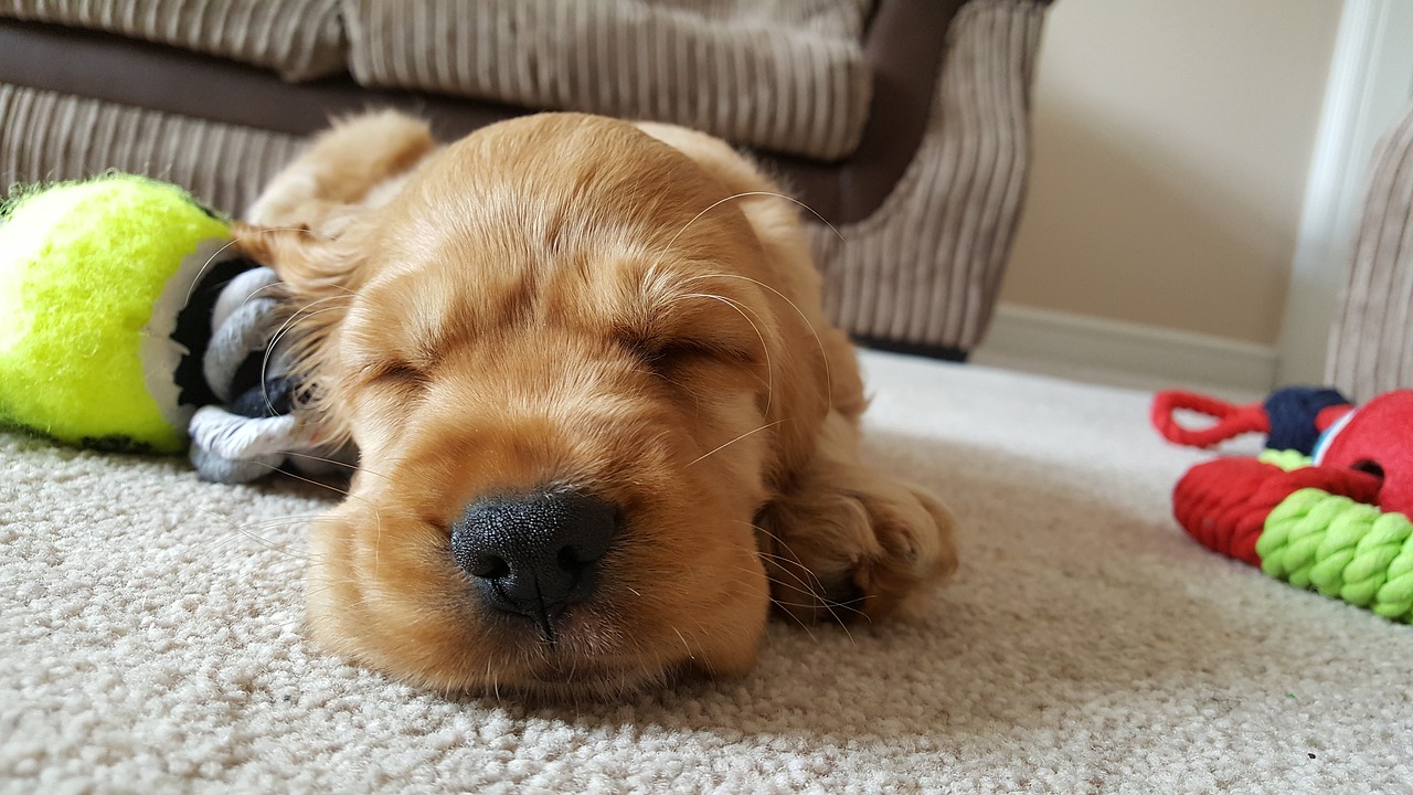 Image - dog golden sleep cute puppy