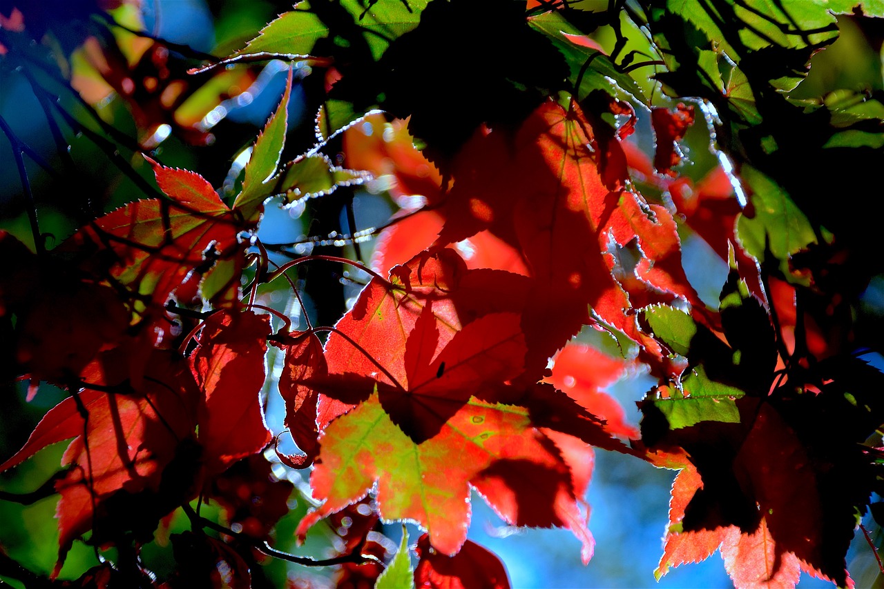 Image - autumn leaves foliage red fall