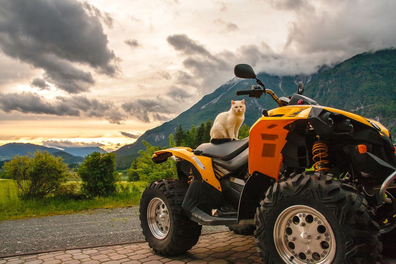 Image - cat quad austria hermagor