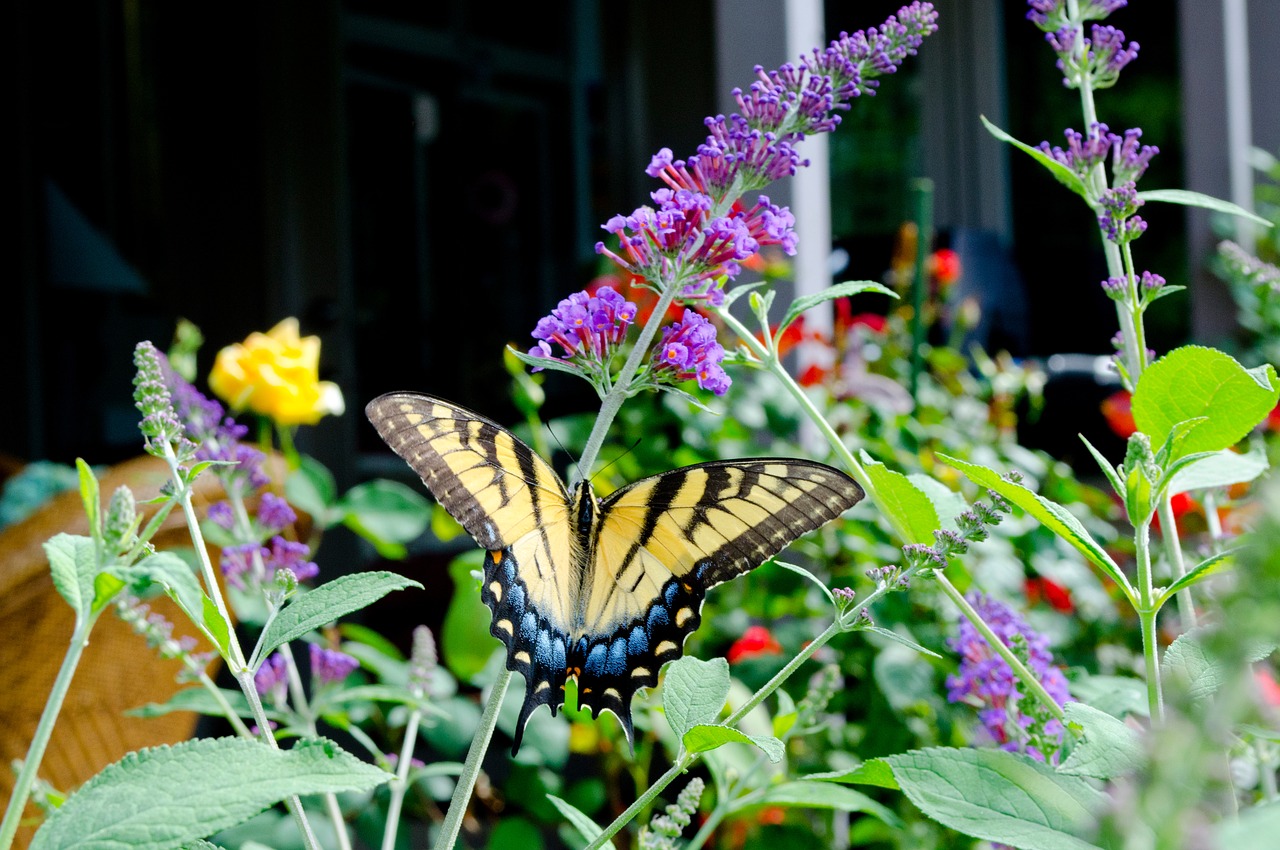 Image - butterfly butterfly bush colorful