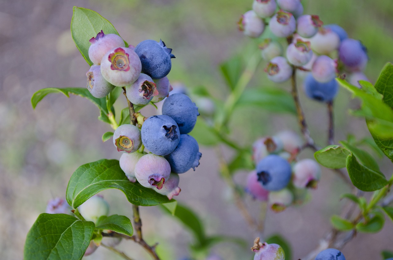 Image - blueberries blueberry bush blueberry