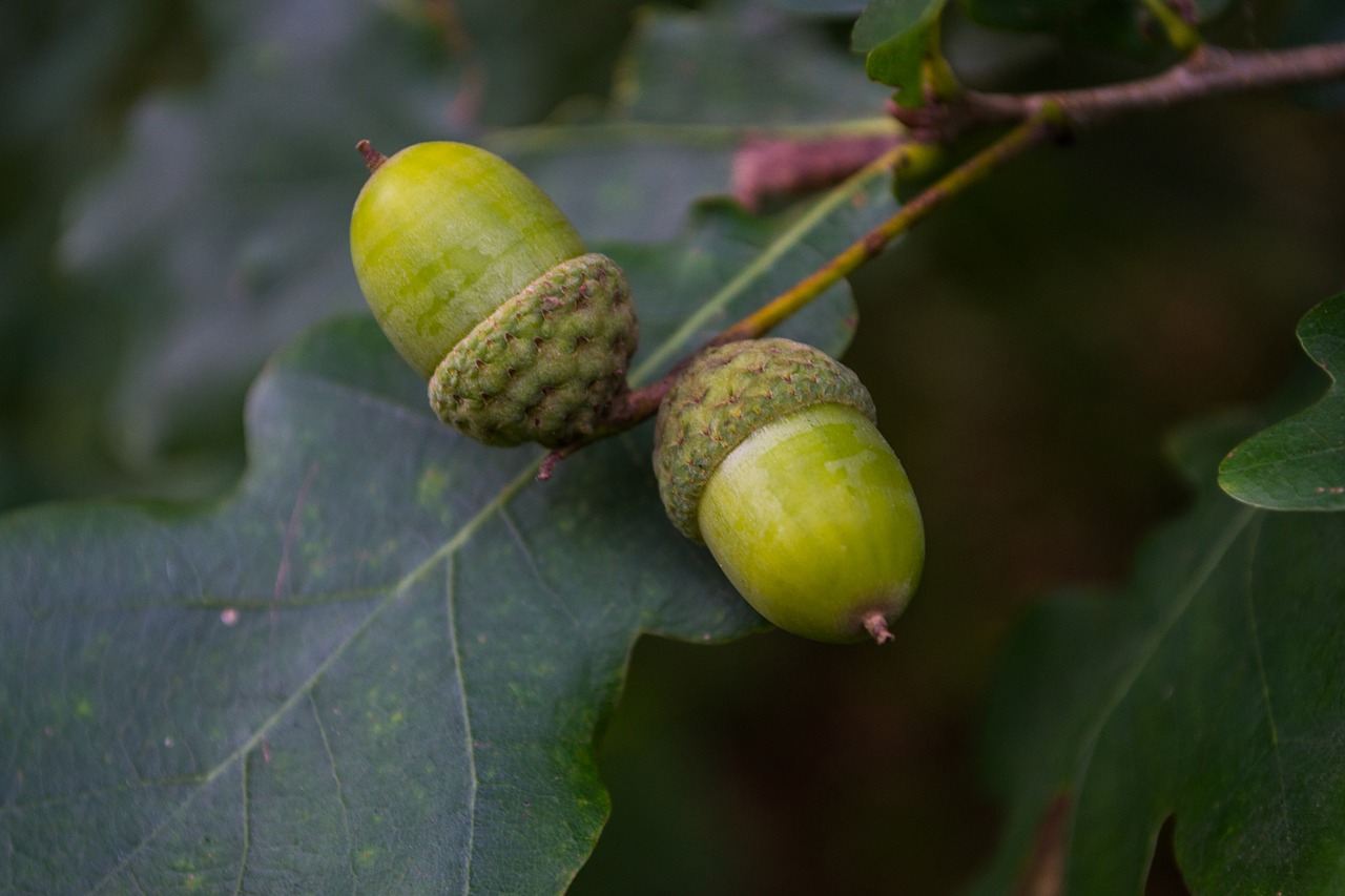 Image - german oak acorns leaf