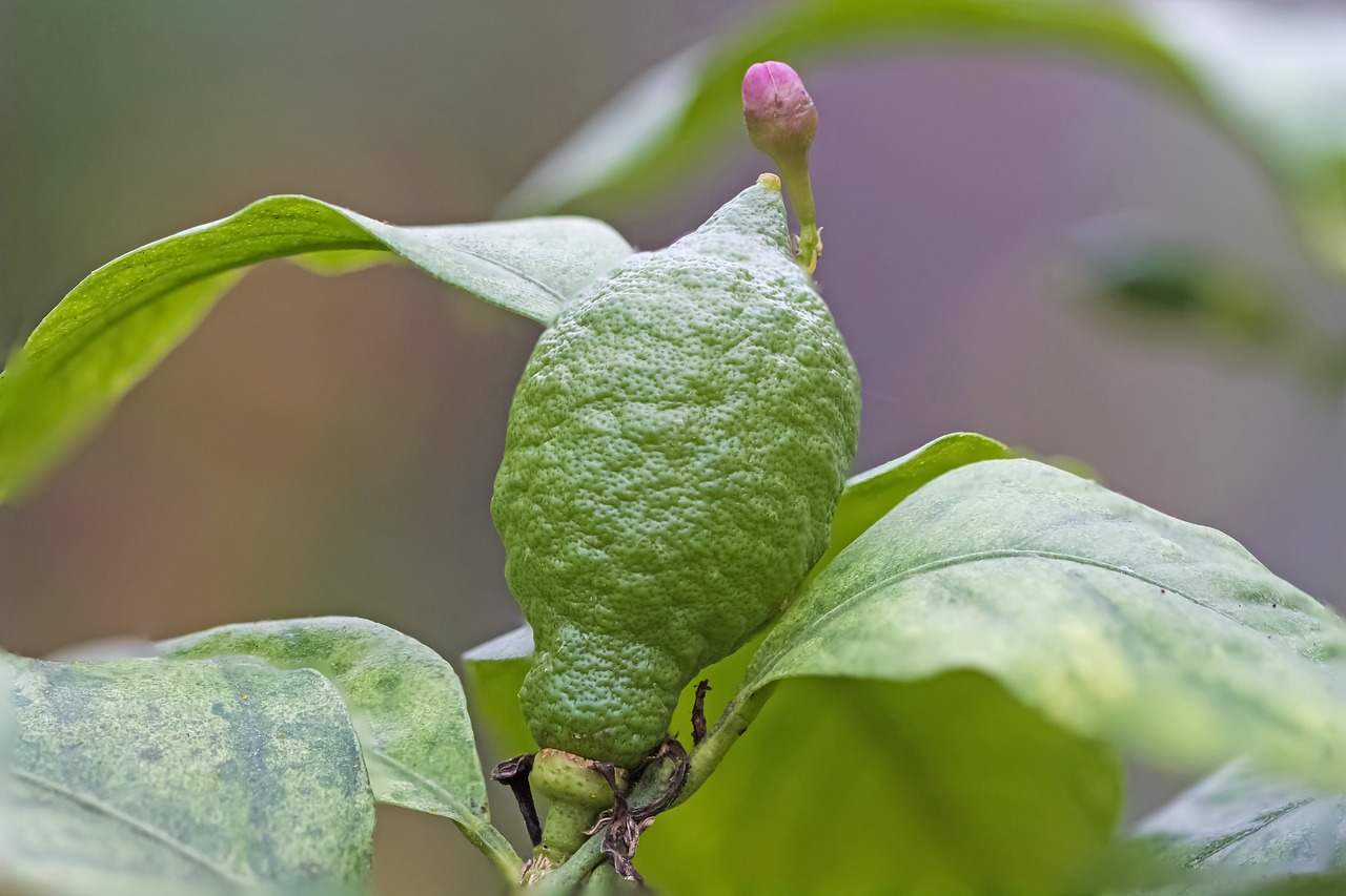 Image - lemon lemon bud green immature
