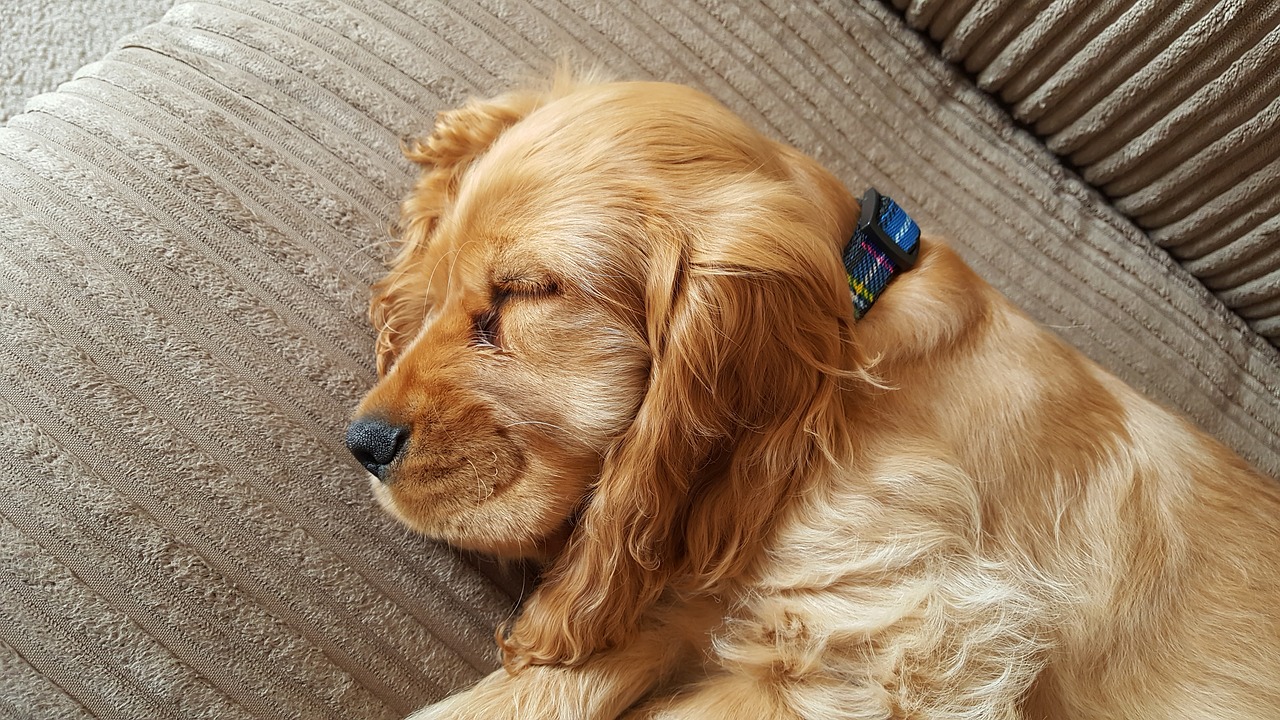 Image - dog puppy spaniel sleep