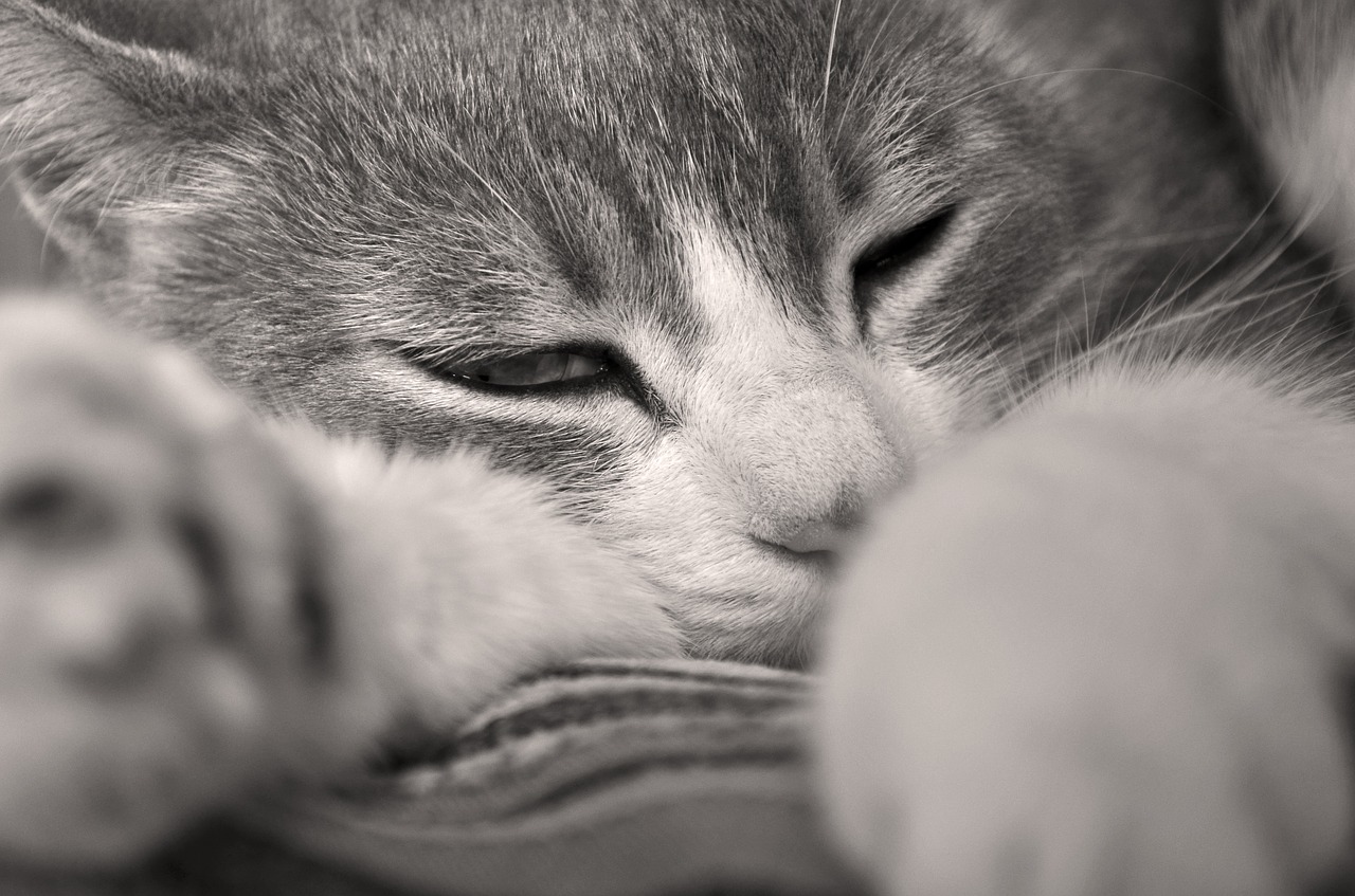 Image - cat animals feline portrait of cat