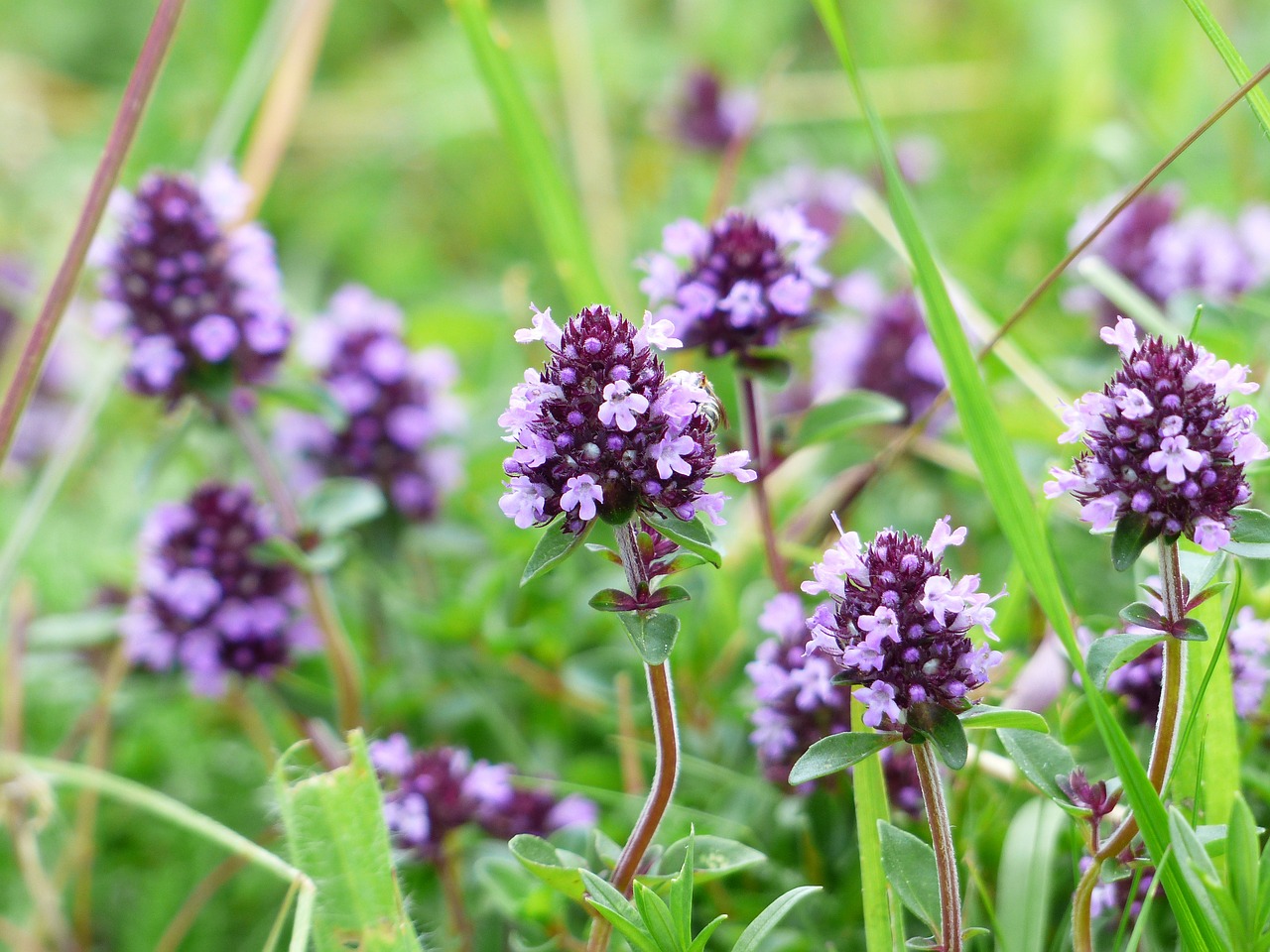 Image - thyme blossom bloom violet