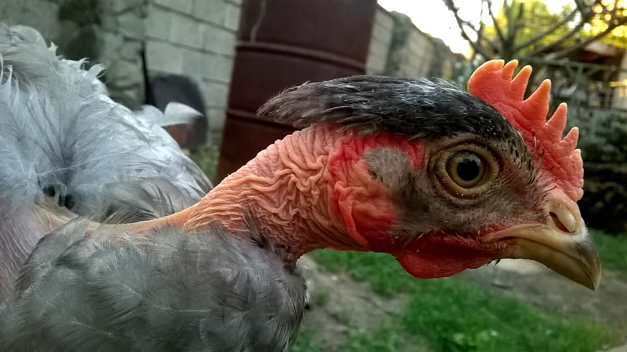 Image - chicken bald beauty fauna