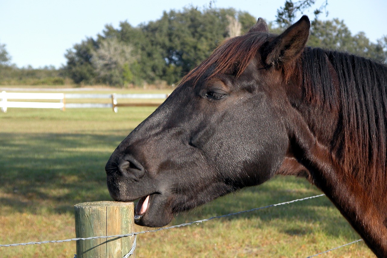 Image - horse chewing post ranch