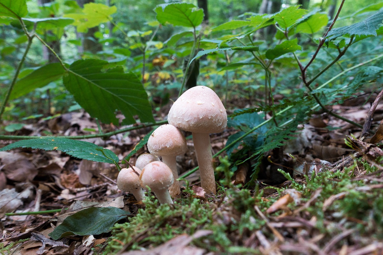 Image - mushroom forest moss forest floor