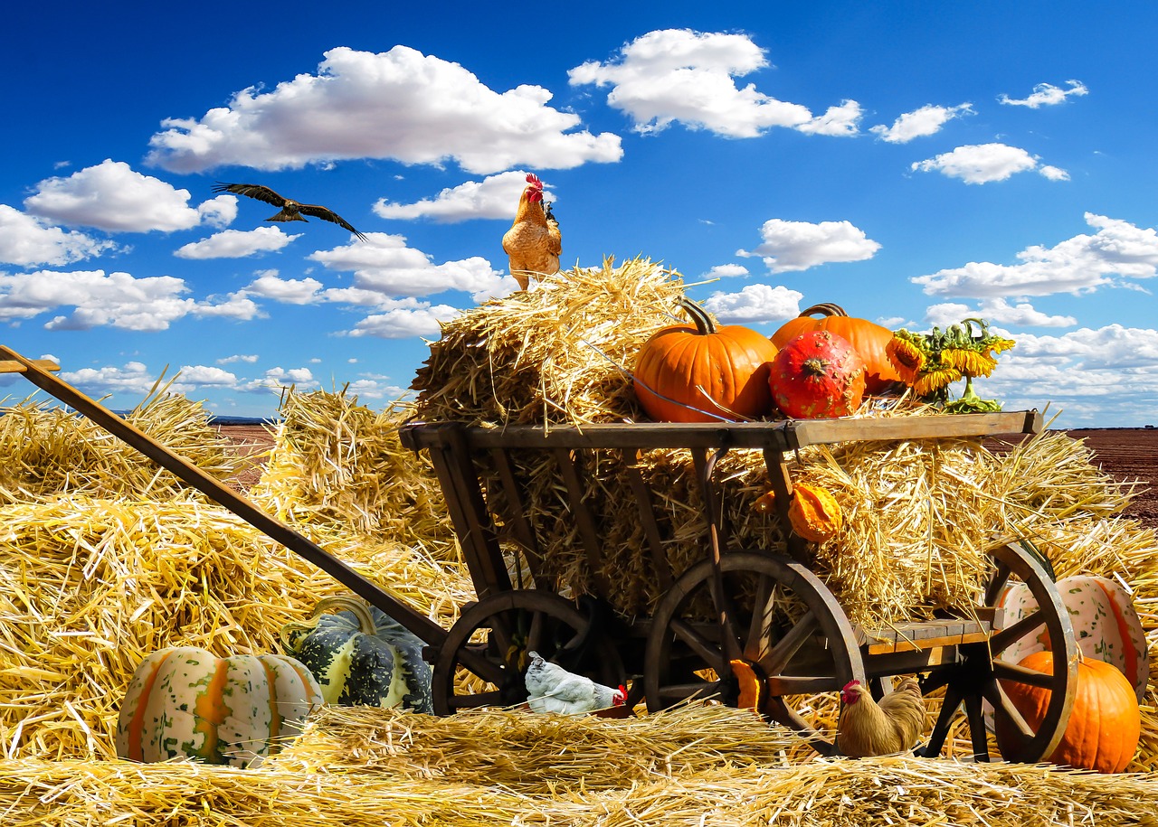 Image - thanksgiving autumn pumpkin harvest